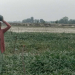 कञ्चनपुरको दोदा बगरमा सागसब्जी फलाएर आकर्षक आम्दानी गर्दै पाँच सय किसान